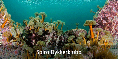 Spiro Dykkerklubb
