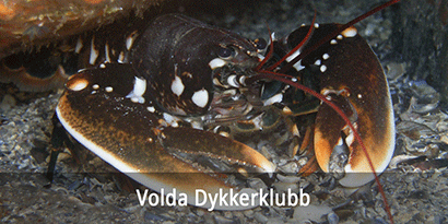 Volda Dykkerklubb