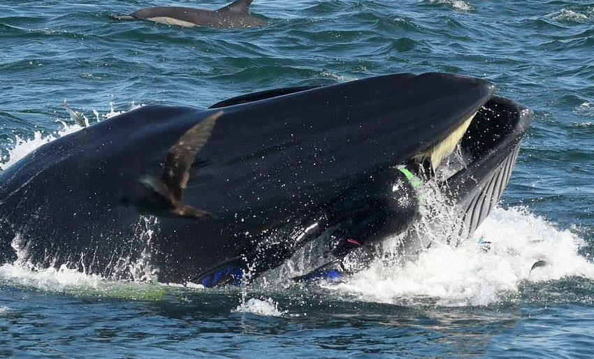Dykker overlevde å bli slukt av hval