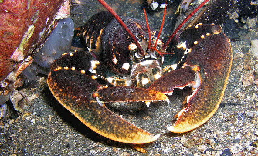 To nye fredningsområder for hummer