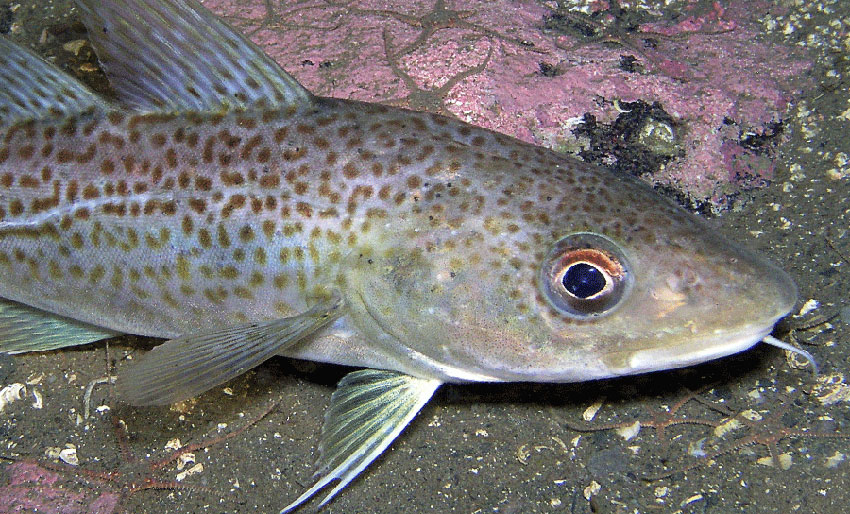 Nordsjøtorsken mister MSC-sertifisering