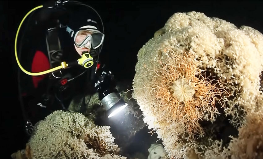 Kaldtvannskoraller: Alien Reefs