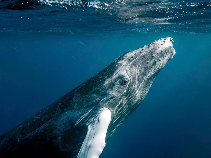 10 ting du kanskje ikke visste om hval