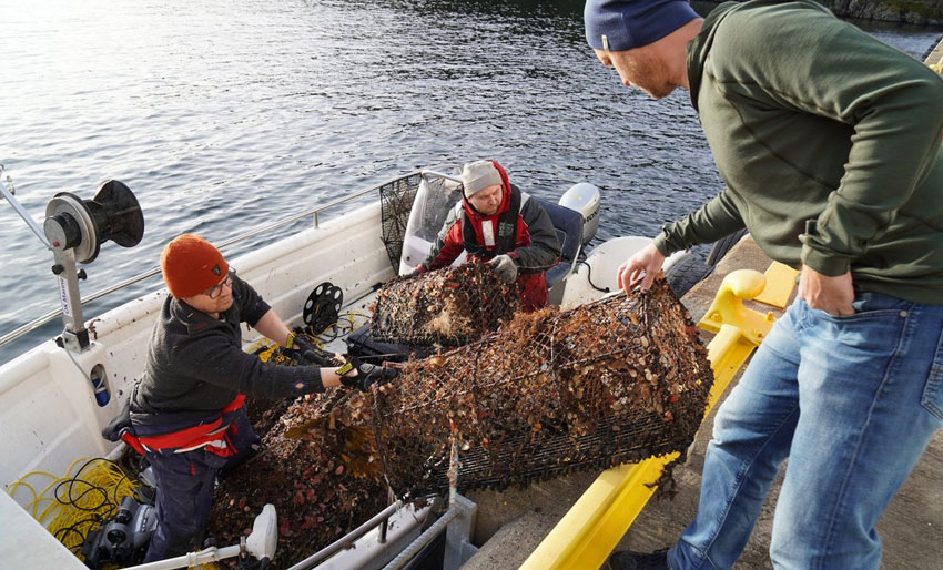 Spøkelsesfiskeprosjekt med millionmulighet