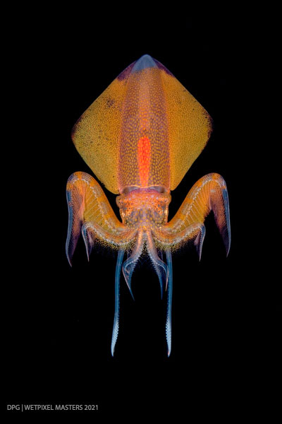 Orange Diamond Squid