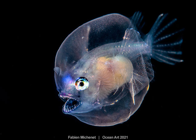 Juvenile Deep-Sea Anglerfish