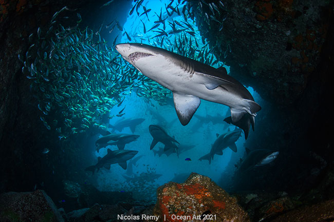 Shark Cave