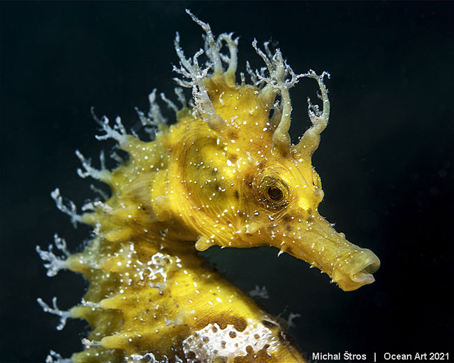 Long-Snouted Seahorse