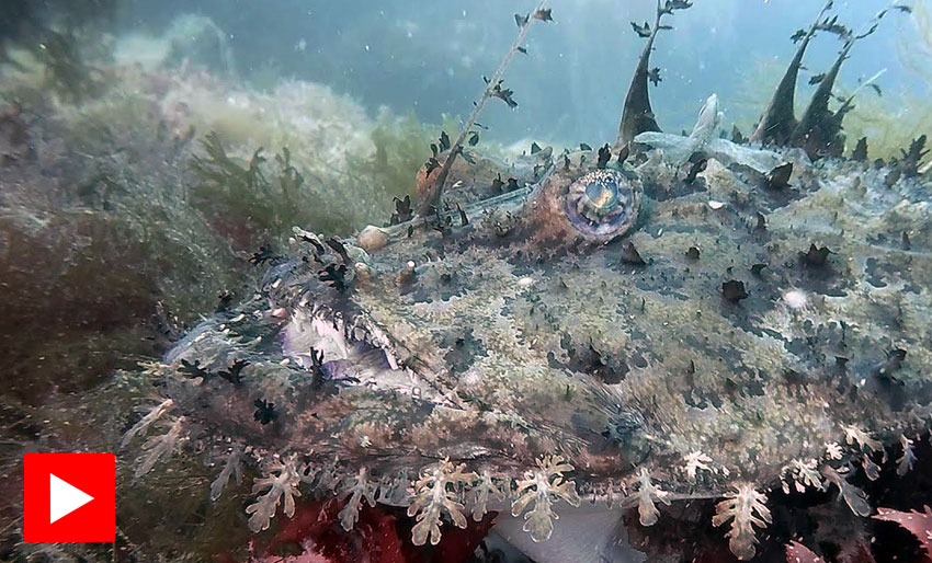 Breiflabben trues av overfiske