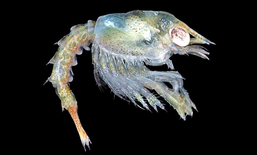 – Unngå avlusing i sommerhalvåret