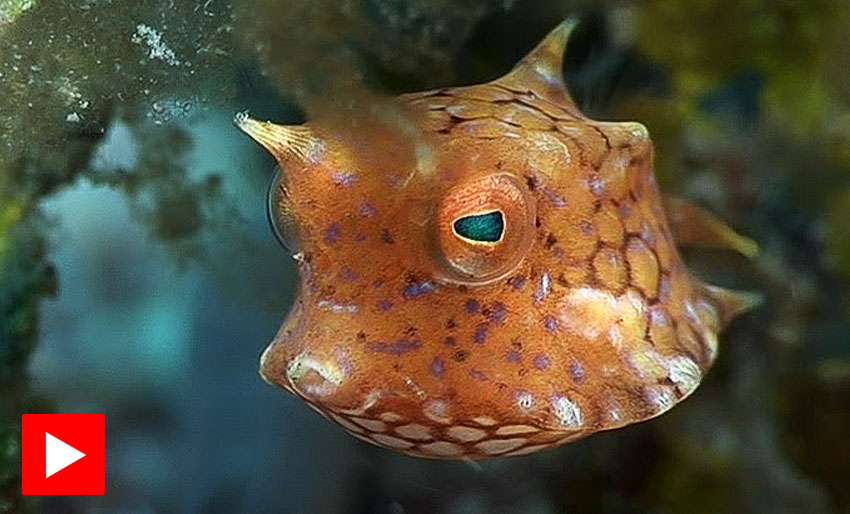 Koffertfisk, kulefisk og piggsvinfisk