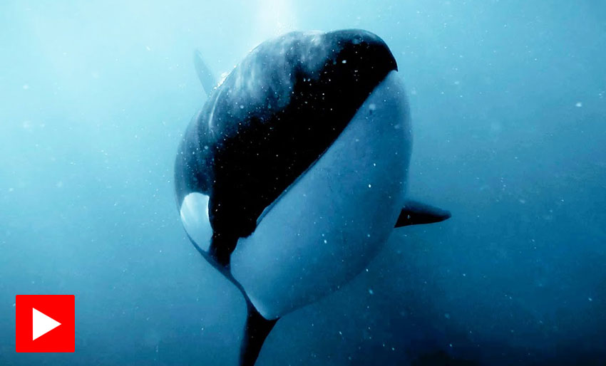 Dreper ikke alltid for å spise