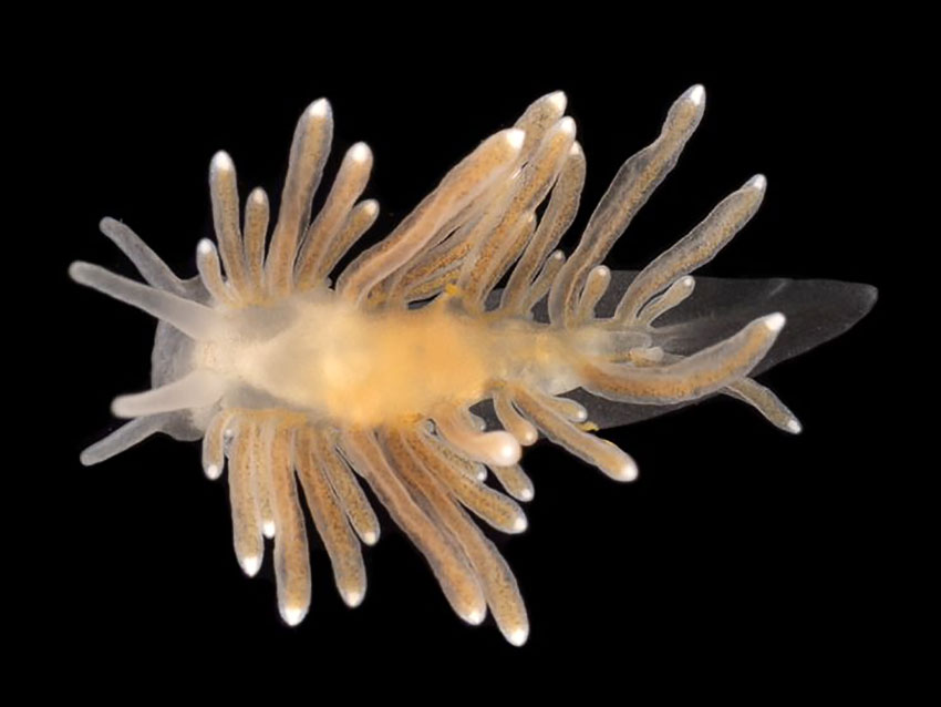 Fant ny art helt på grensen