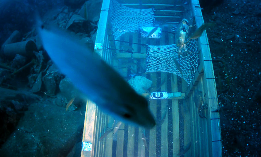 Nå trekkes teina for siste gang