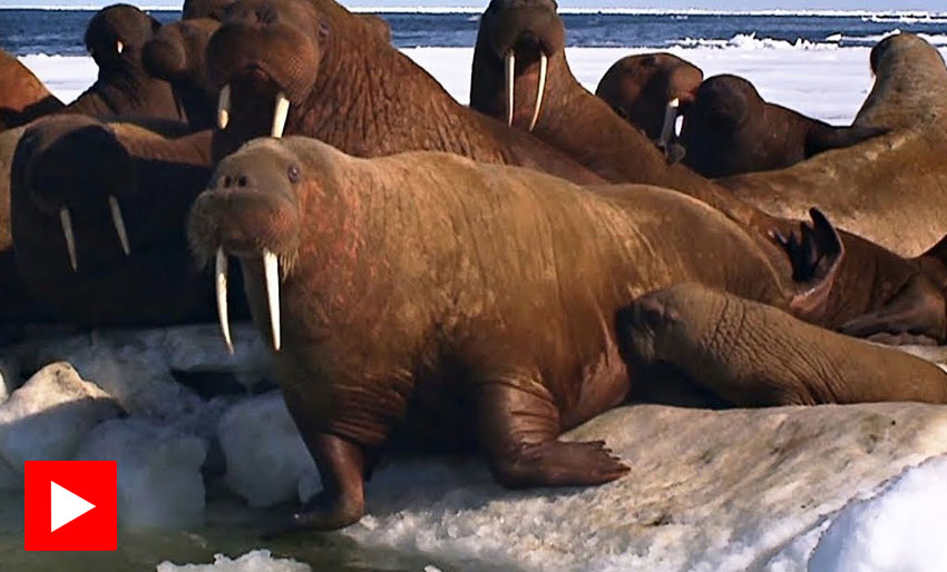 Hvalrossungen lærer å svømme