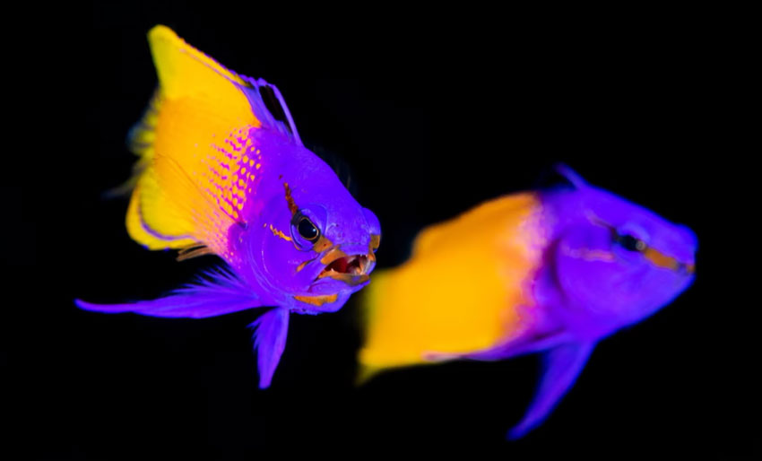 Dette er hans 20 beste bilder