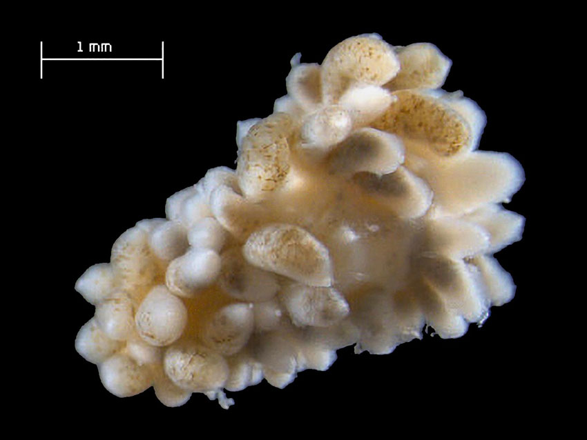 Diaphoreolis stipata