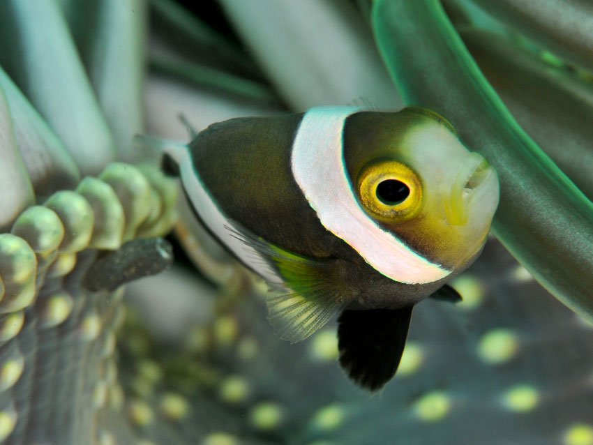 Klovnefisk
