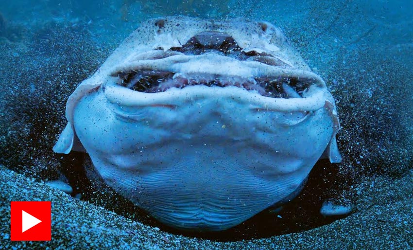 Unngår å bli spist levende