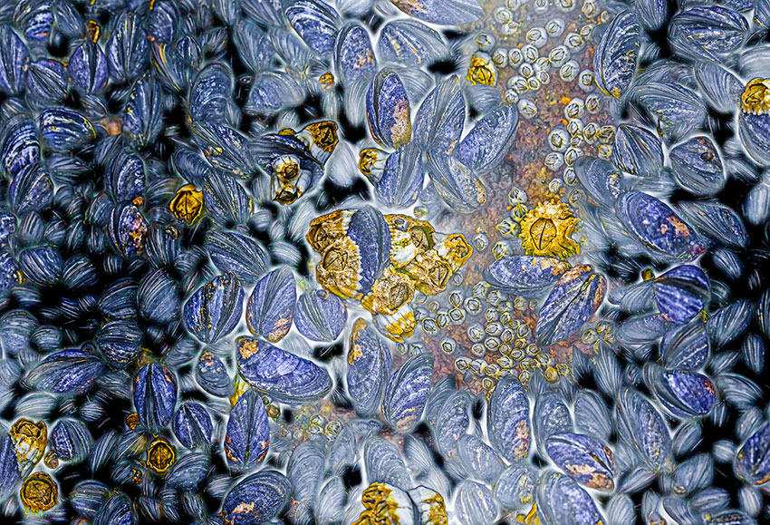 Årets nordiske naturfotograf er kåret