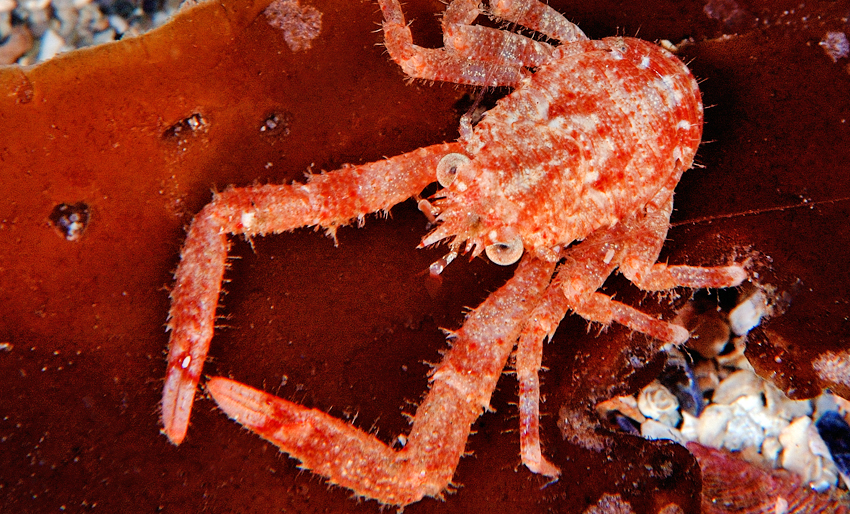 Bli med på Den store artsjakten