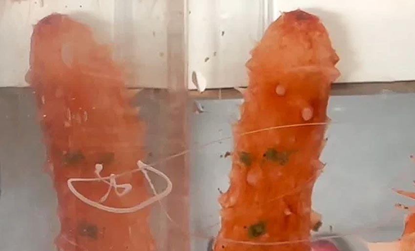 Sjøpølsesensasjon i laboratoriet