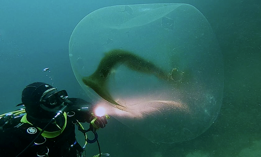 Blekksprutball utenfor Mandal