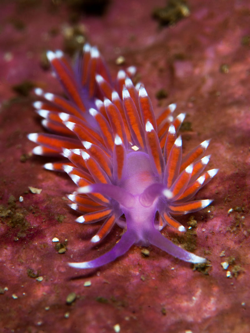 Edmundsella pedata