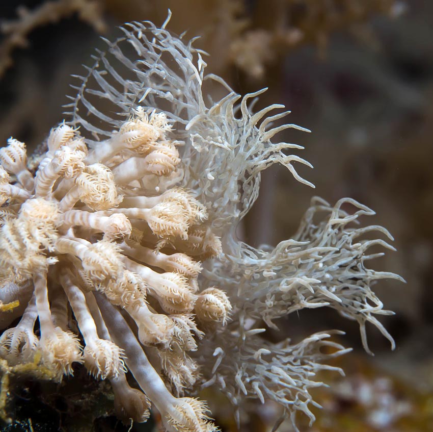 Melibe colemani