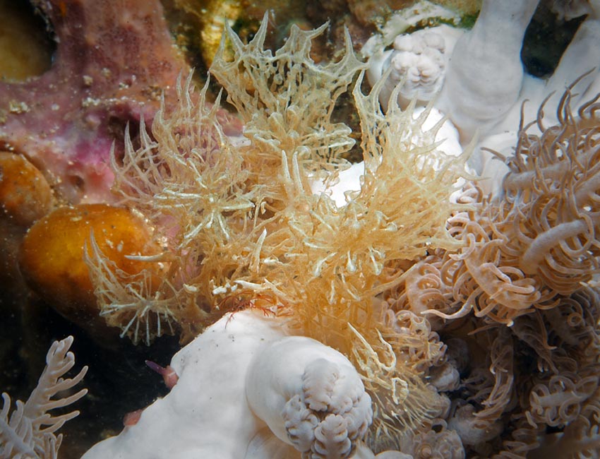 Melibe colemani