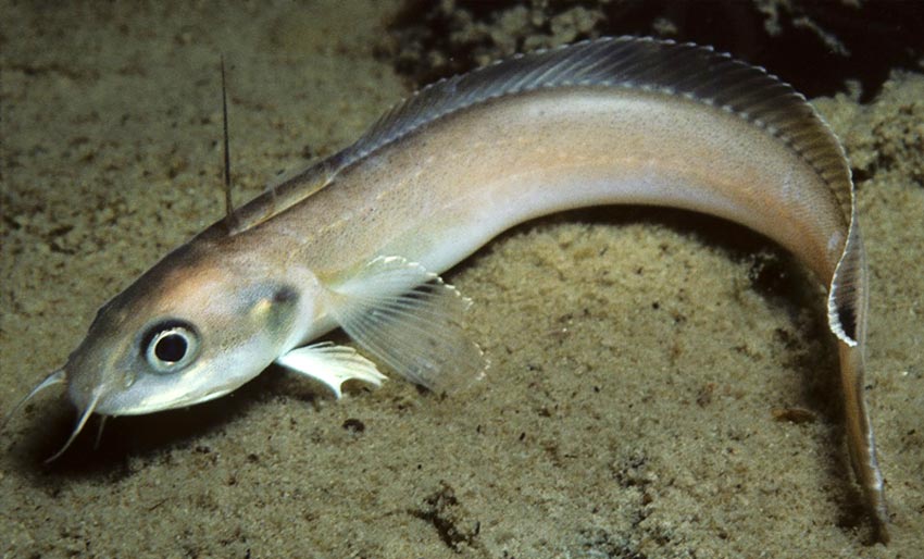 Fant 63 fiskearter med miljø-DNA
