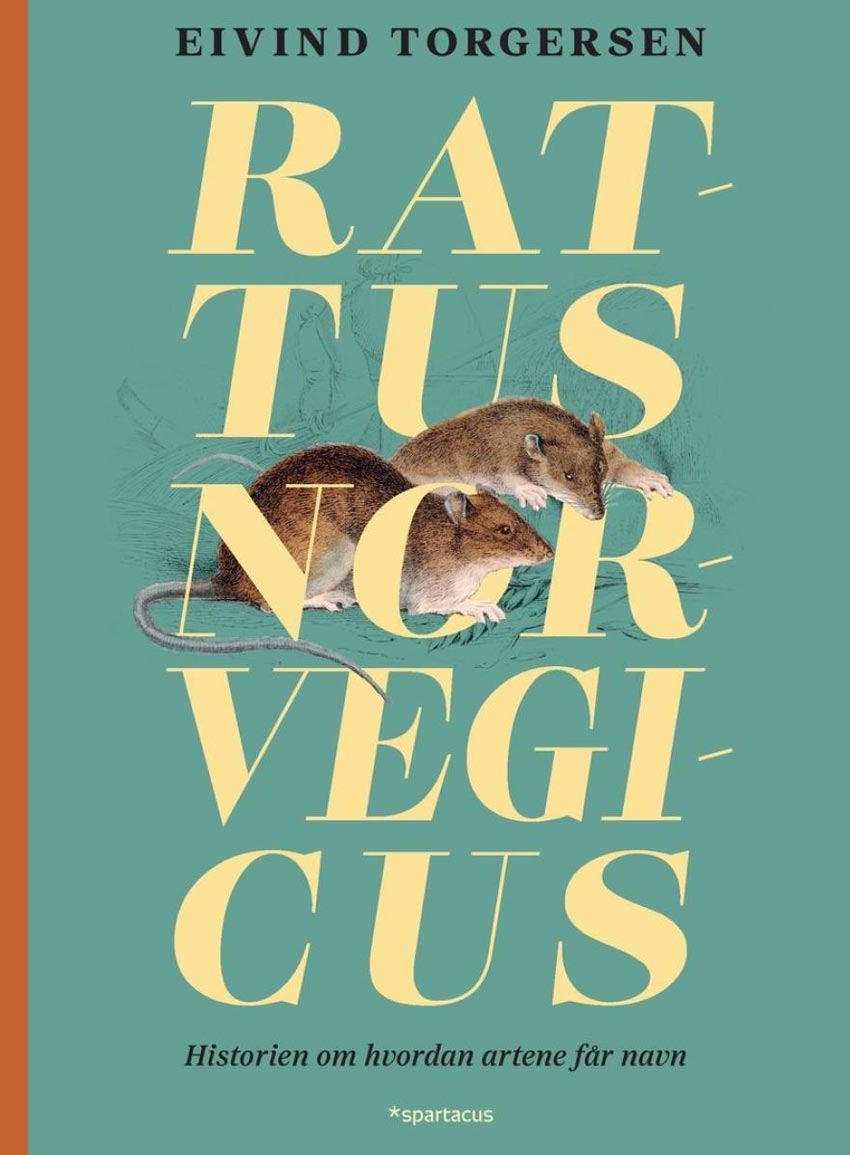 Rattus norvegicus – historien om hvordan artene får navn