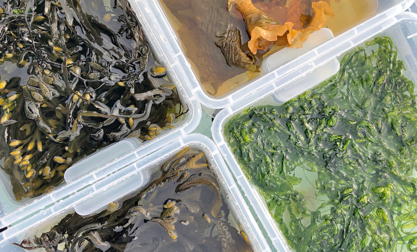 Oppdag spennende sjømat i fjæra