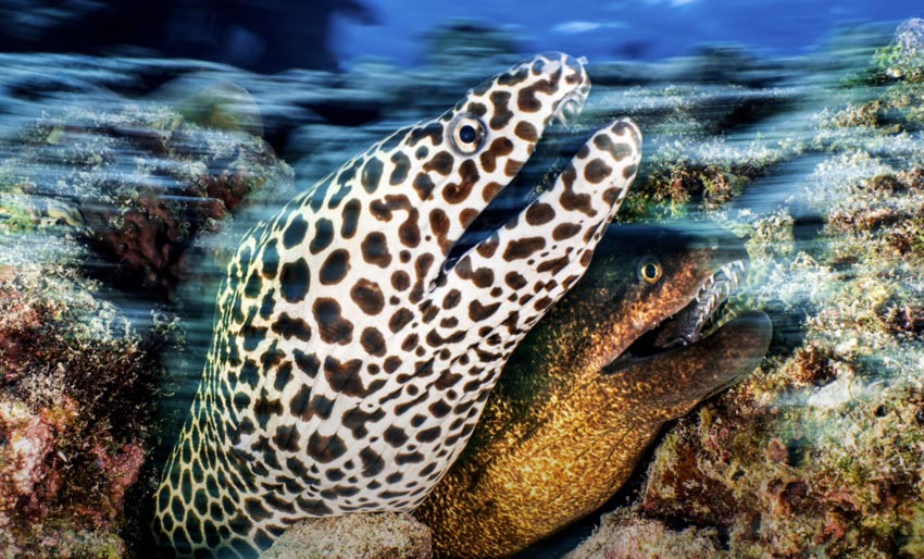 Alex Mustard Image Review