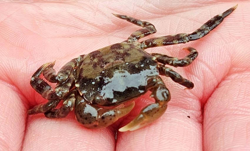 Nytt funn av asiatisk strandkrabbe