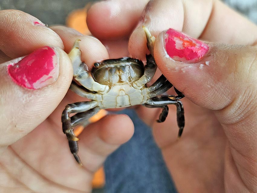 Asiatisk strandkrabbe