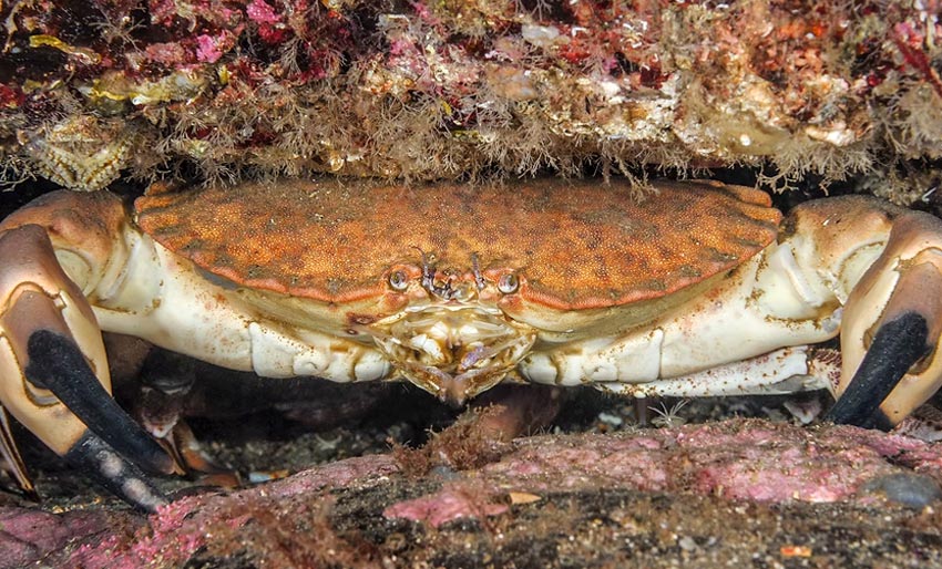 Boktips: Les om taskekrabben