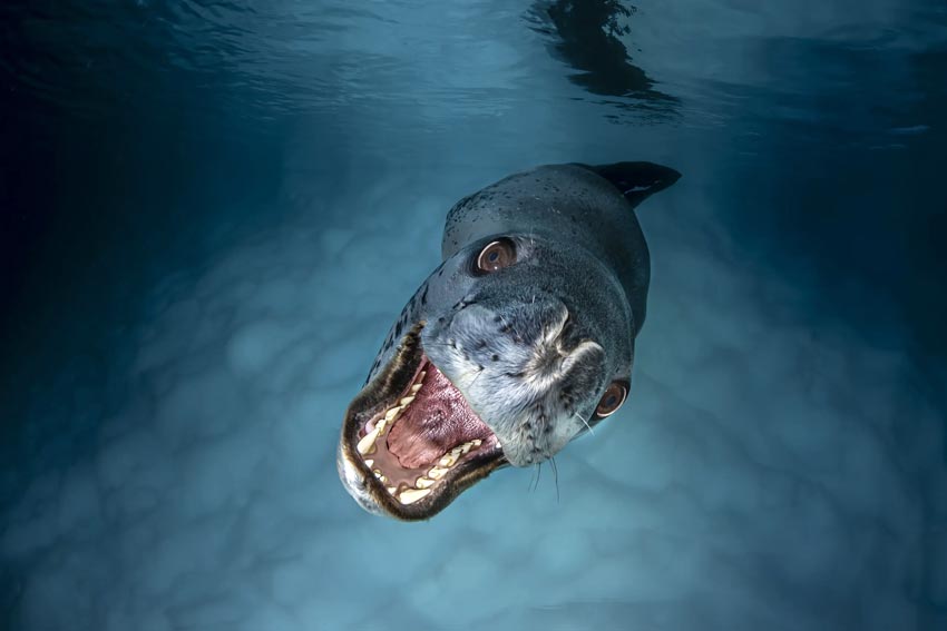 Lars von Ritter Zahony