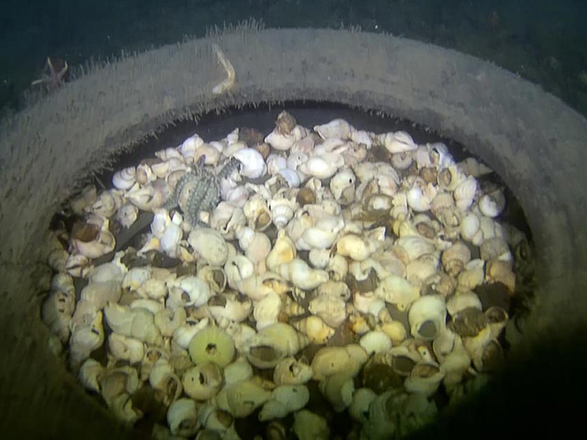 En dødsfelle for eremittkreps