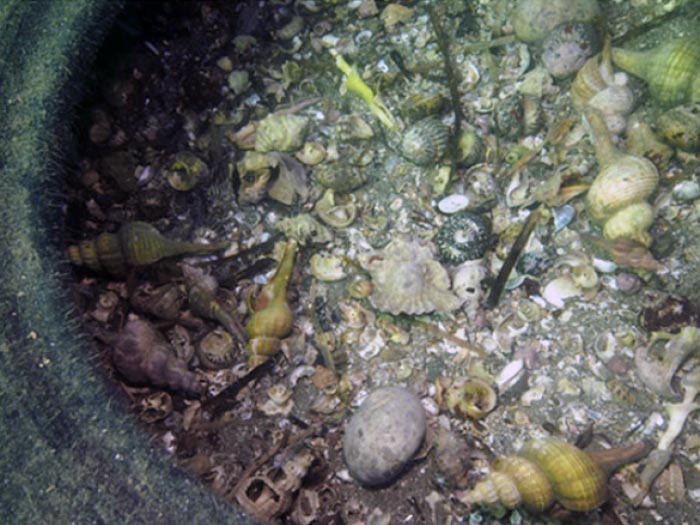 Bildekk med eremittkreps