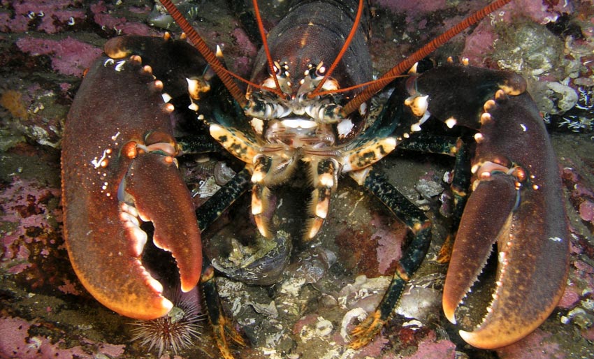 Fredes på 16 nye steder