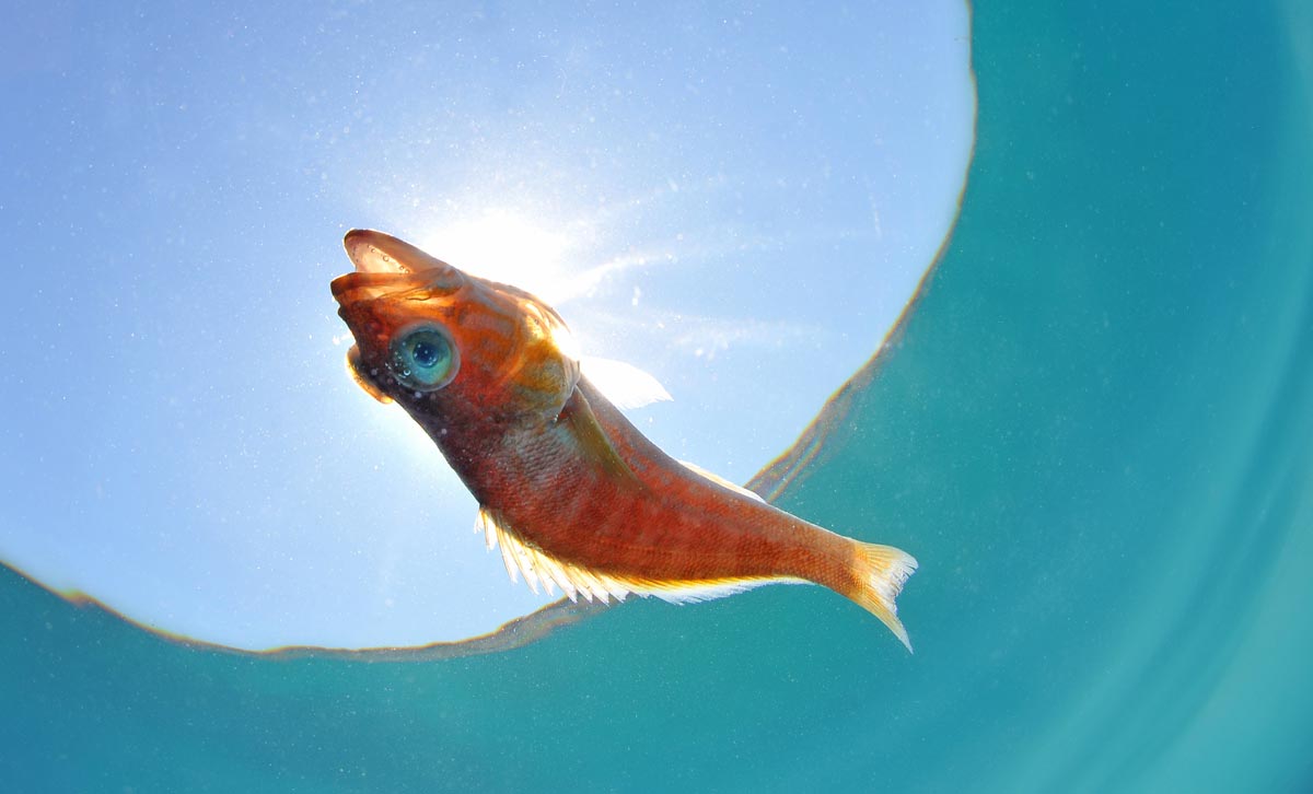 Død fisk