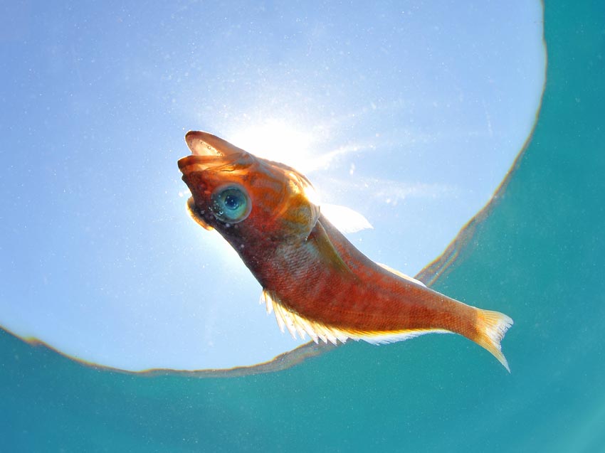 Død fisk