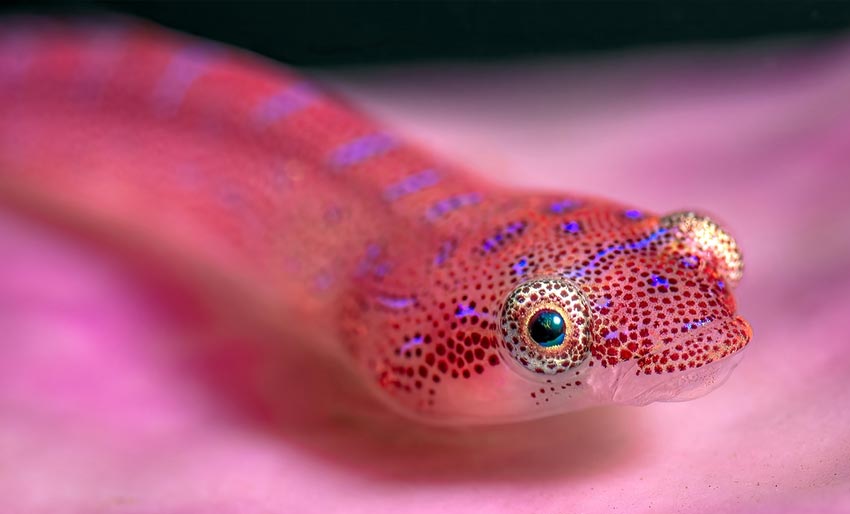 Think Pink Photo Competition