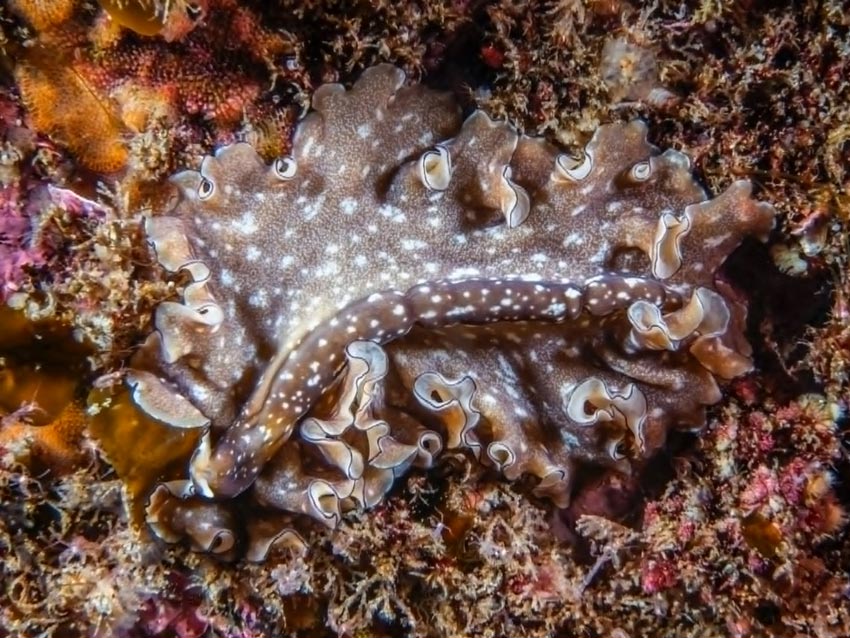 Fant ny flatorm i Egersund