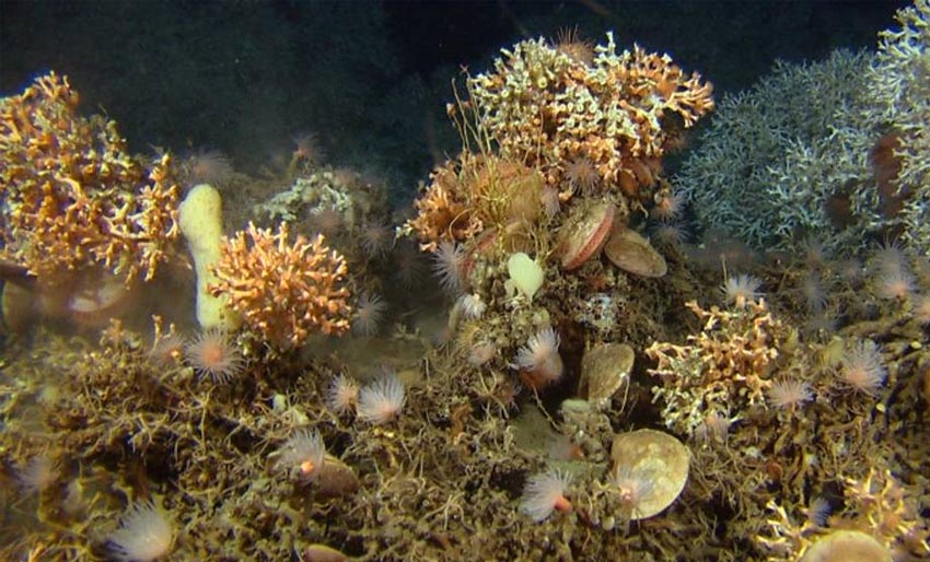 Norske korallrev er beskyttet