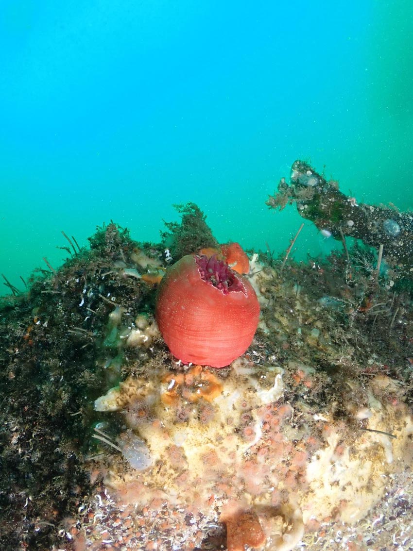 Hege Nyborg Drange