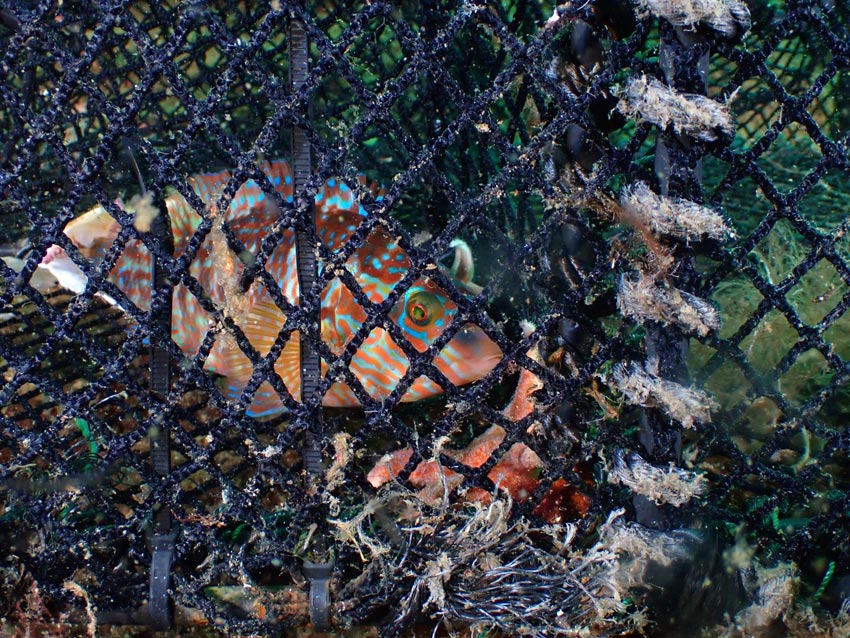 Anne Mari With Ottesen