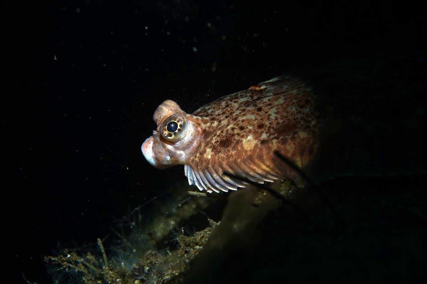 Grzegorz Janusz Marsicki