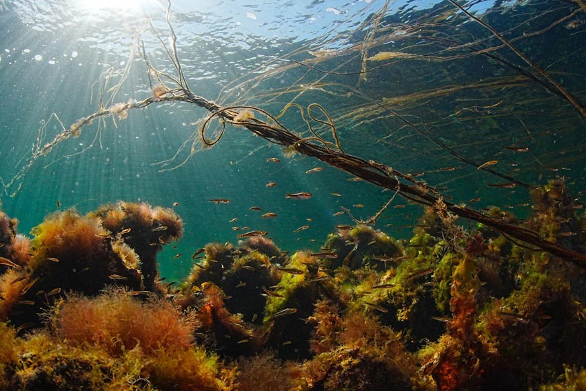 Ole Christian Meldahl